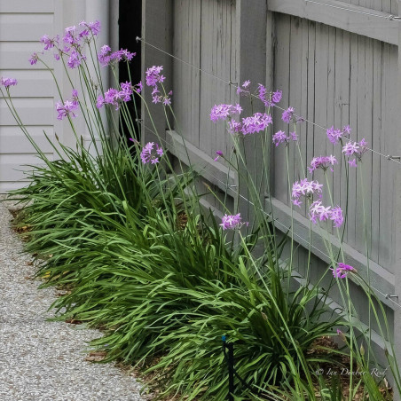 Society Garlic Fröer (Tulbaghia violacea)