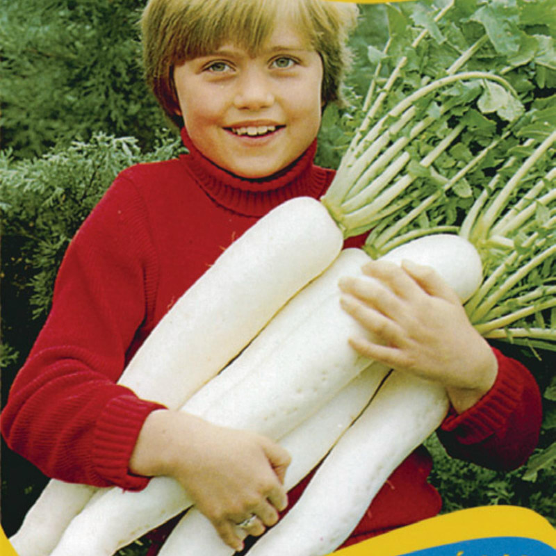 Graines de radis japonais géant Japana F1 | 1,95 €