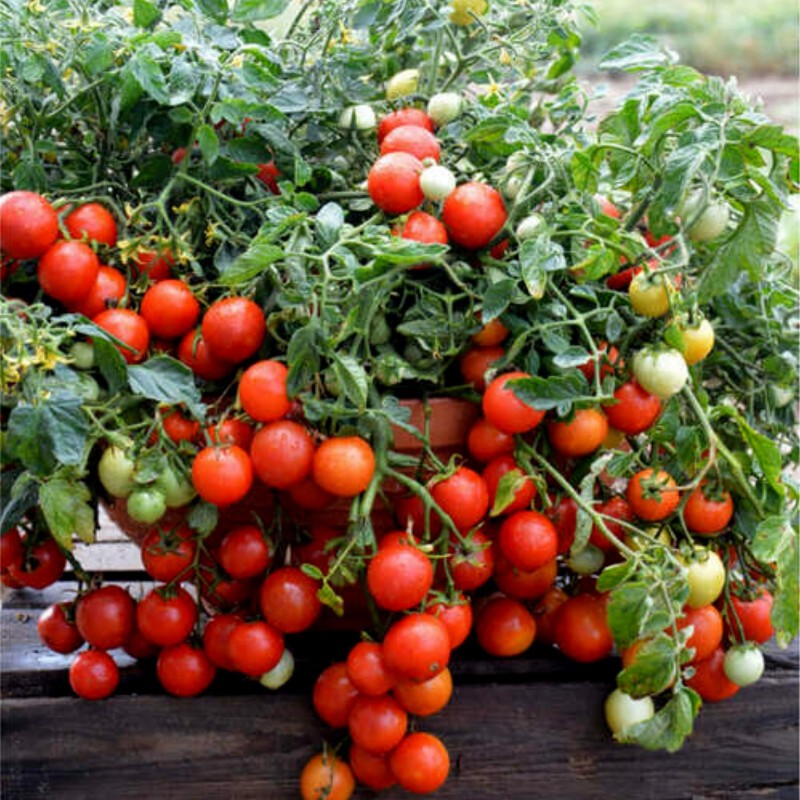 Bajaja Tomato Seeds | €1.65