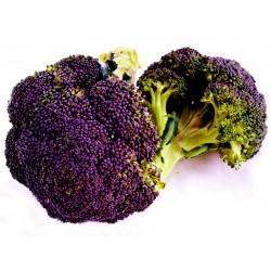 Mor brokoli tohumları Miranda
