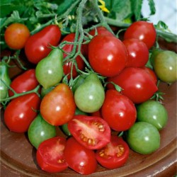 Tomato Seeds Radana