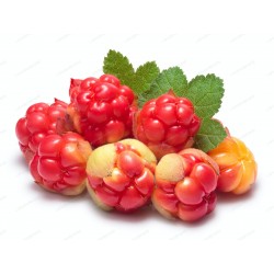 بذور كلاودبيري (Rubus...