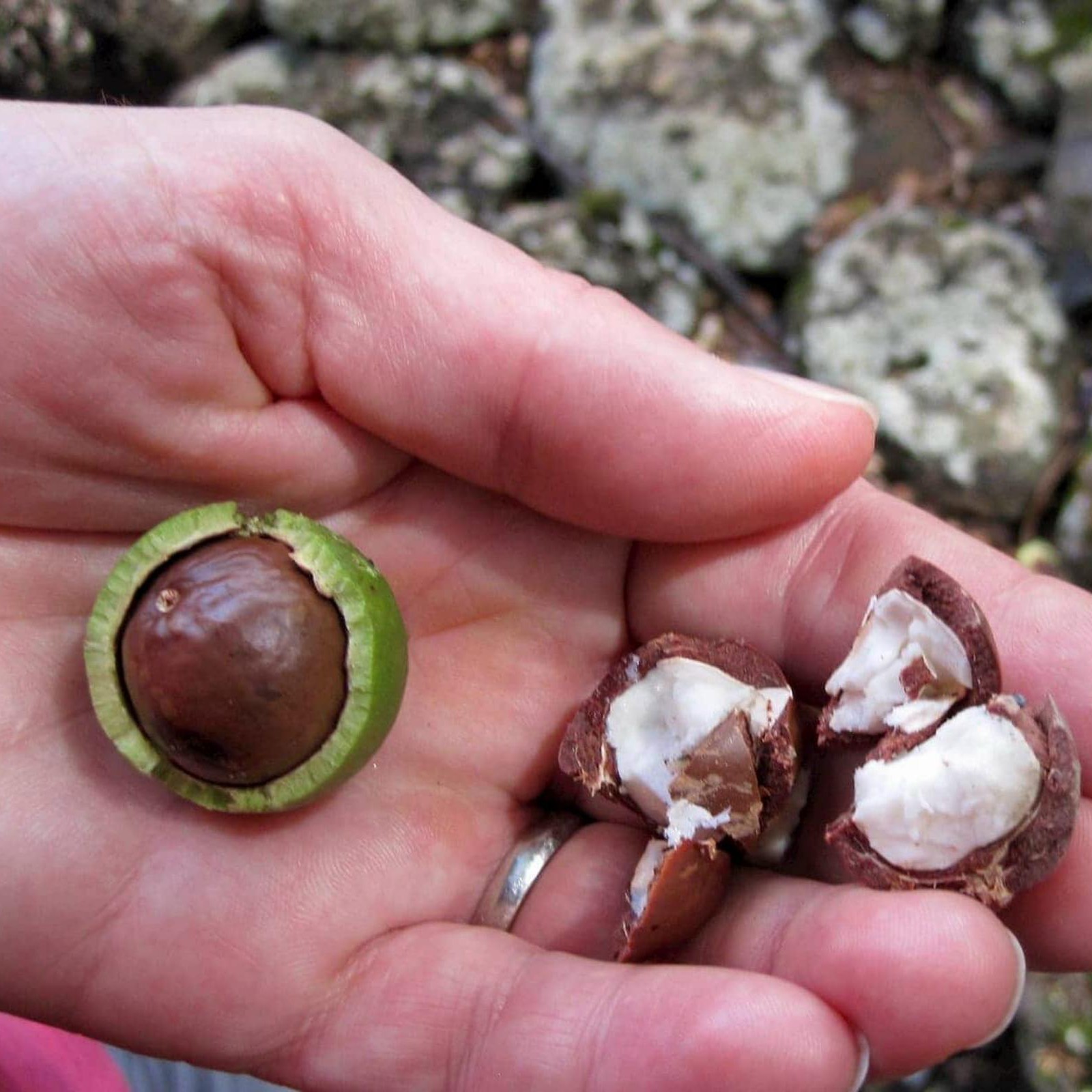 MACADAMIA NOCE ALBERO TROPICALE VASO CONICO 16 - 18 - Balestrate (Palermo - Foto 2
