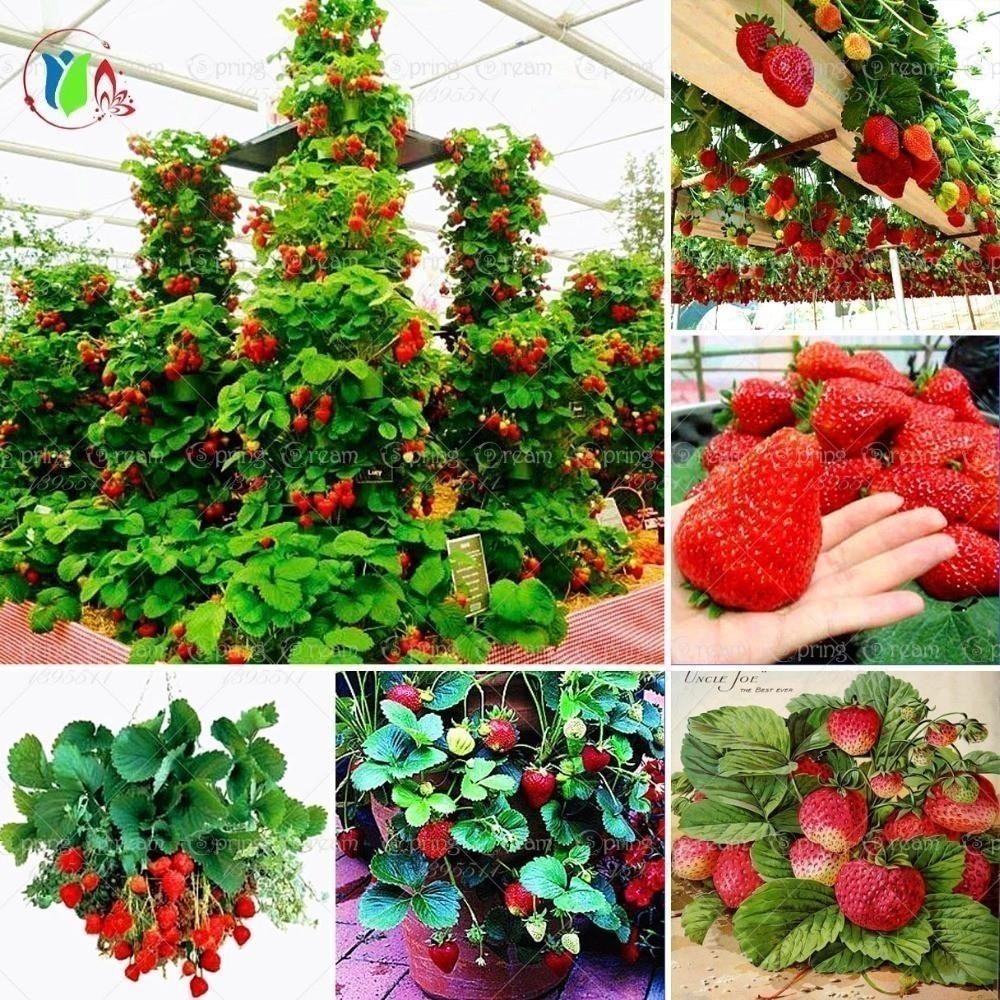 Piantine Per Orto In Offerta 4 Piantine Di - Kit Orto, Pronto Per Trapianto, Vivaio Italiano Pomodoro Tondo - 10