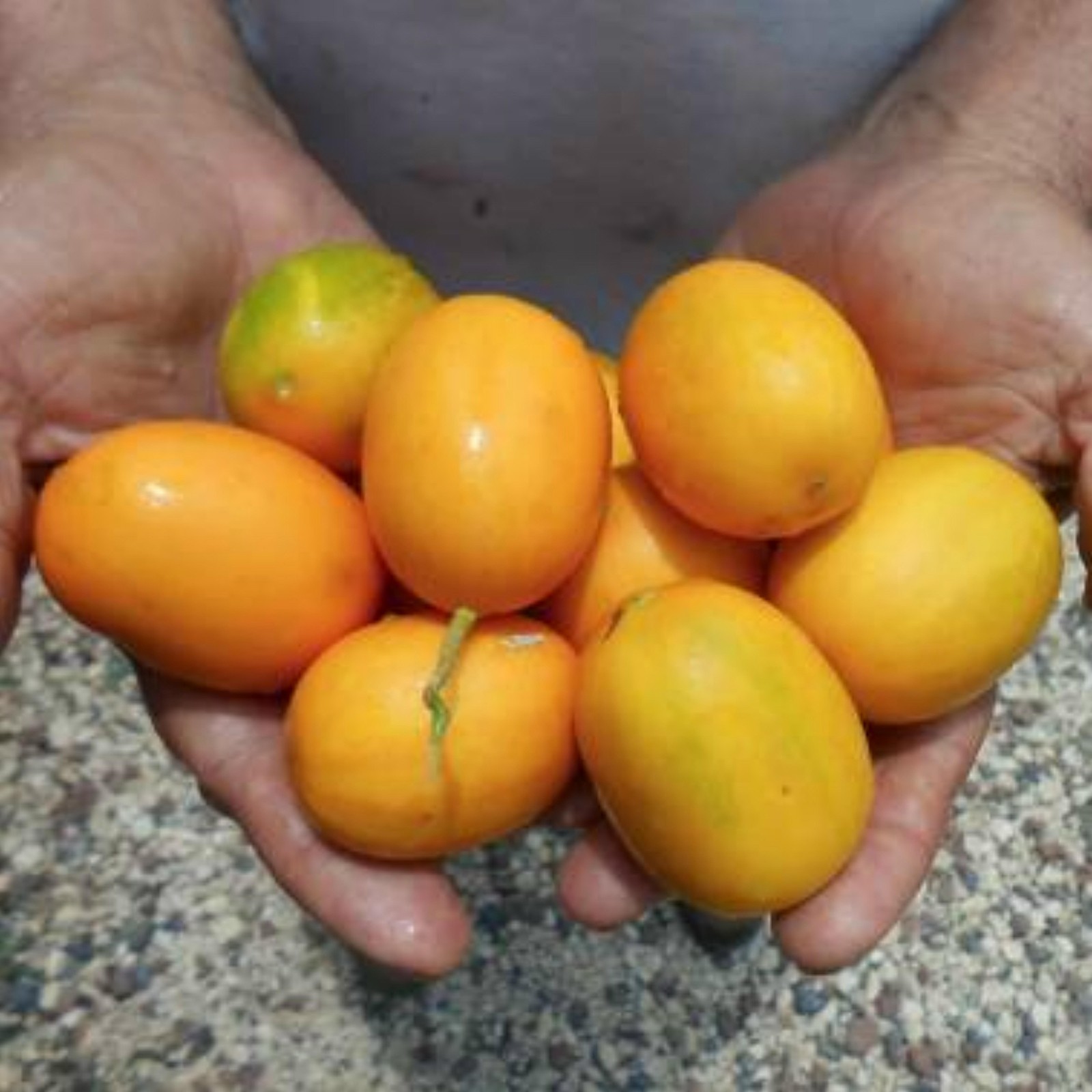 Graines De Melon De Cavaillon – 20 Semences Pour Cultiver Des Melons Sucrés Et Juteux Dans Ton Jardin