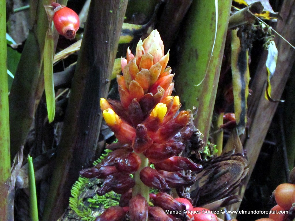10 Graines Renealmia Alpinia (Gingerberry Oaxacan Purple) - Plante Tropicale Rare à Fruits Comestibles - Pour Jardin Ou Pot