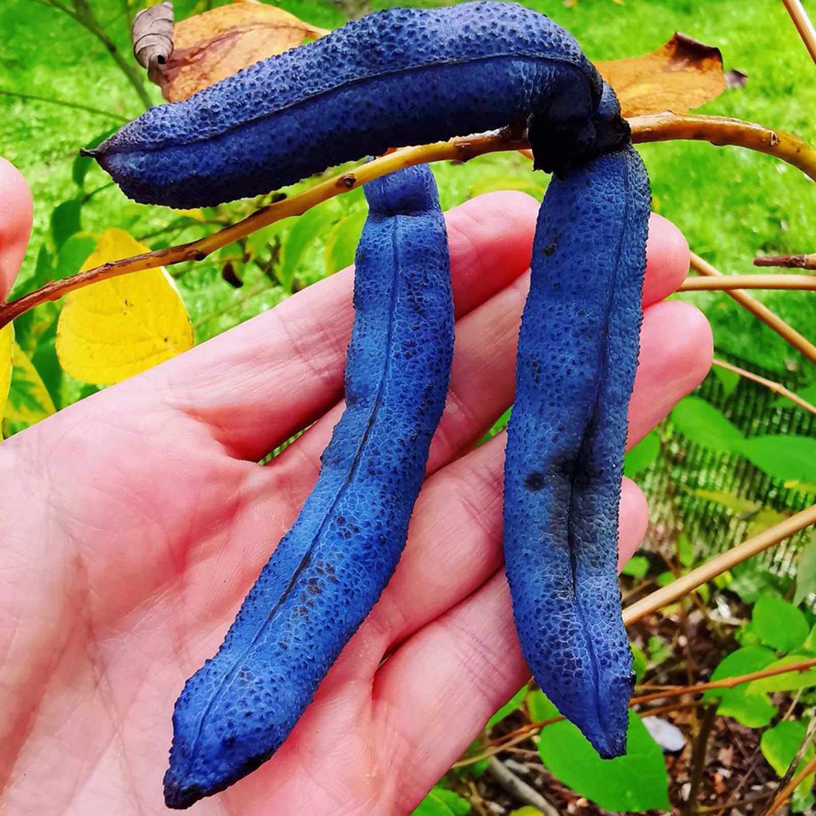 Decaisnea Fargesii Seeds Blue Sausage Fruit Seeds (Decaisnea Fargesii)   Organic, Edible, Fast-Growing | 10 Seeds Sansevieria Seeds
