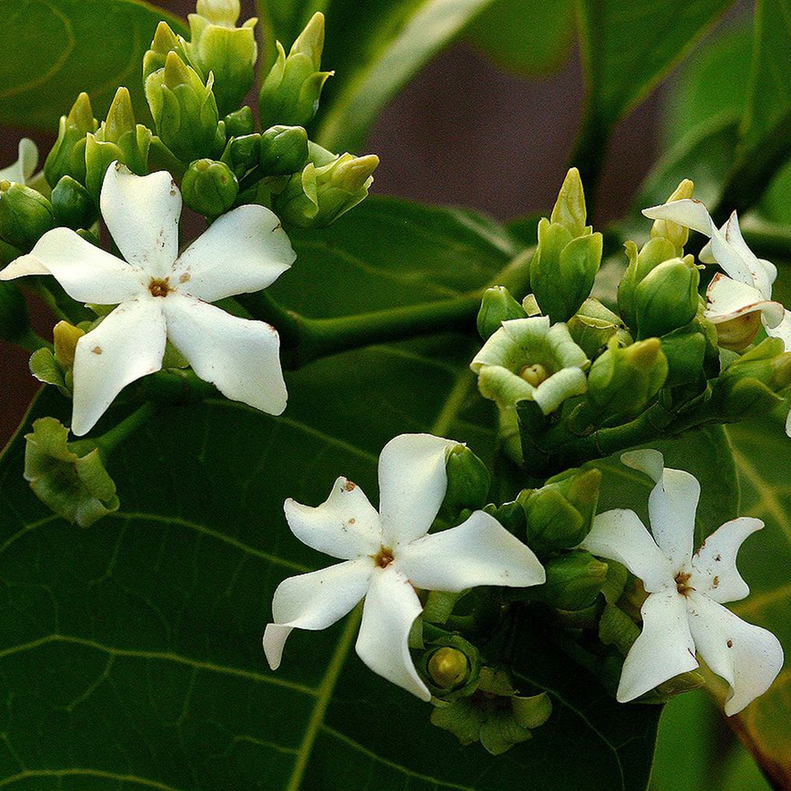 Voacanga africana（ボアカンガ・アフリカーナ）の種子 500粒 Voacanga