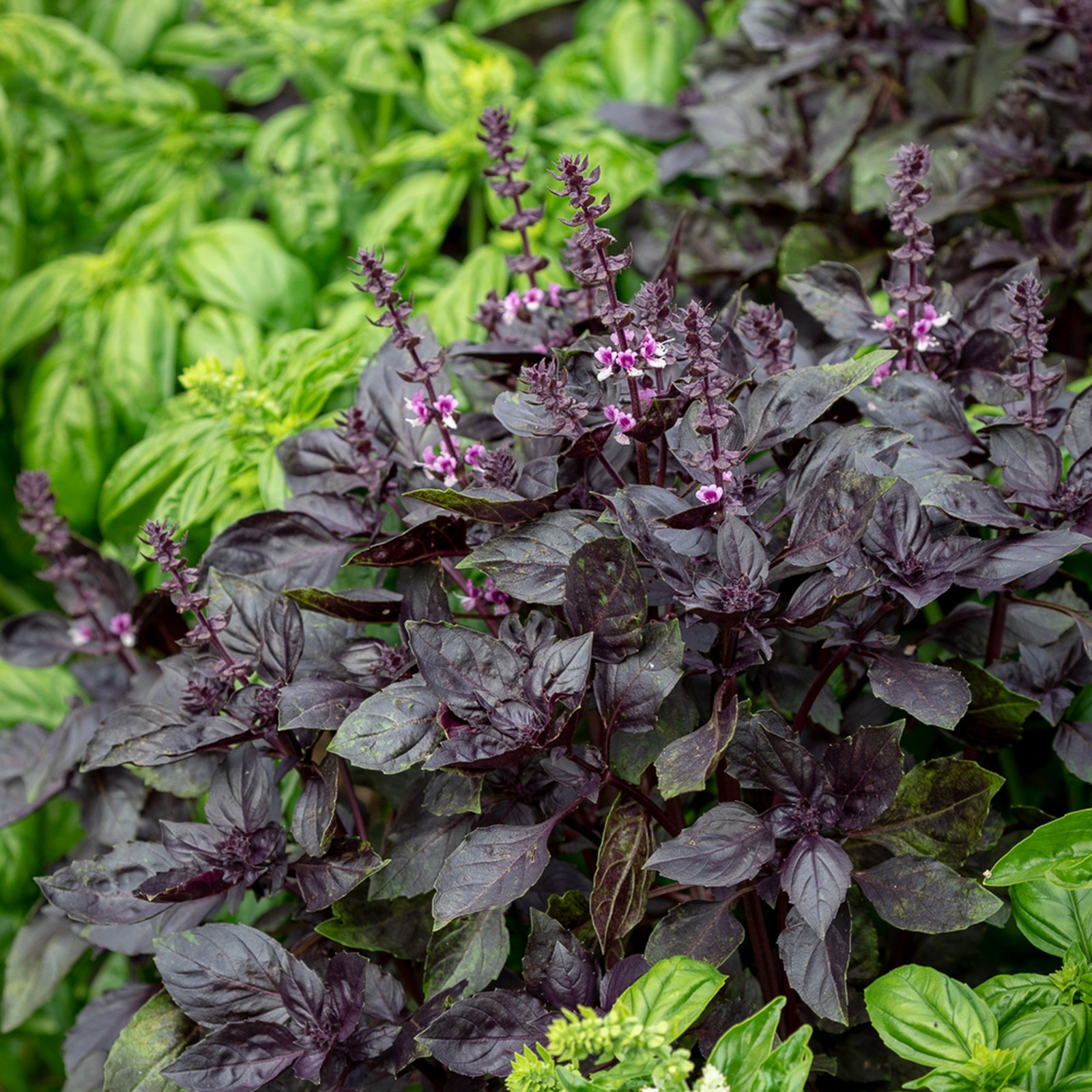 Semi Di Basilico Viola Purple Opal - 2g, Per Cucina E Giardino Ornamentale - Foto 10