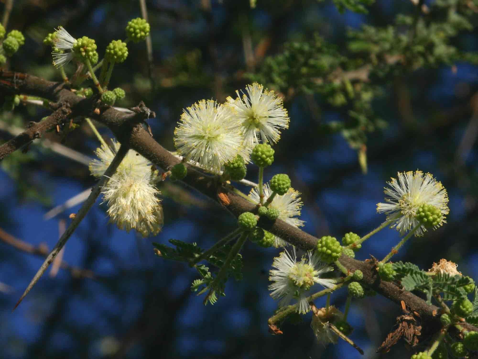 Acacia Tortilis - Schirmdornbaum - 5 Samen - Österreich