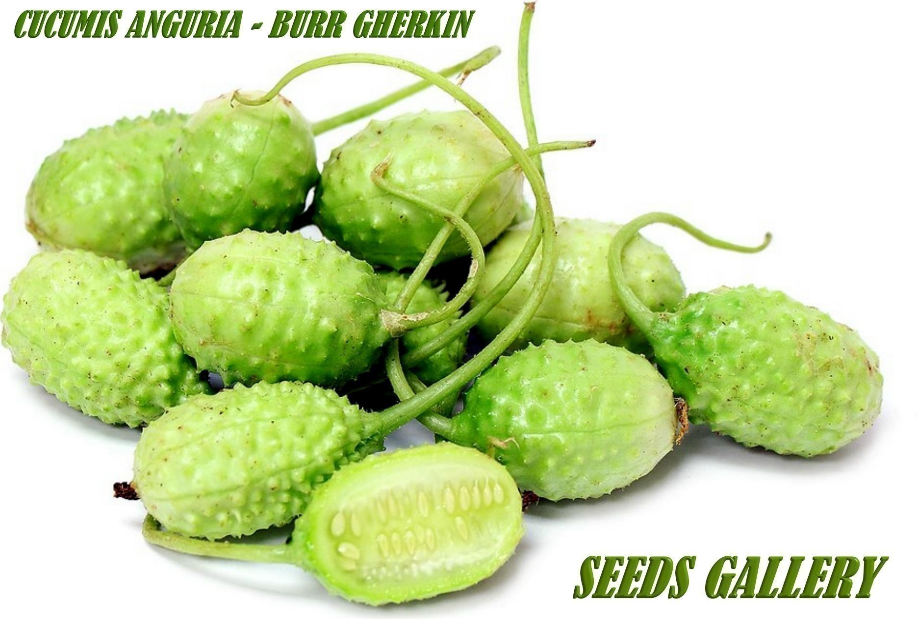 Semi Di Cetriolo Corinto F1 Ibrido Di Sementi Dotto - Foto 12