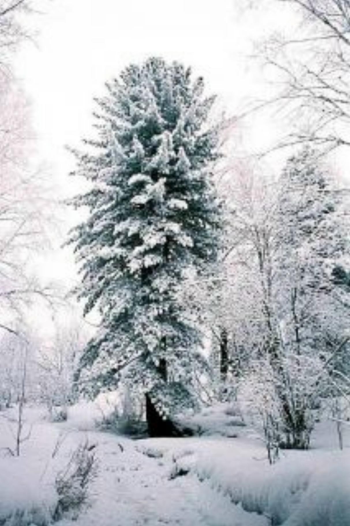 Price: €3.95 - Siberian pine Seeds (Pinus sibirica)