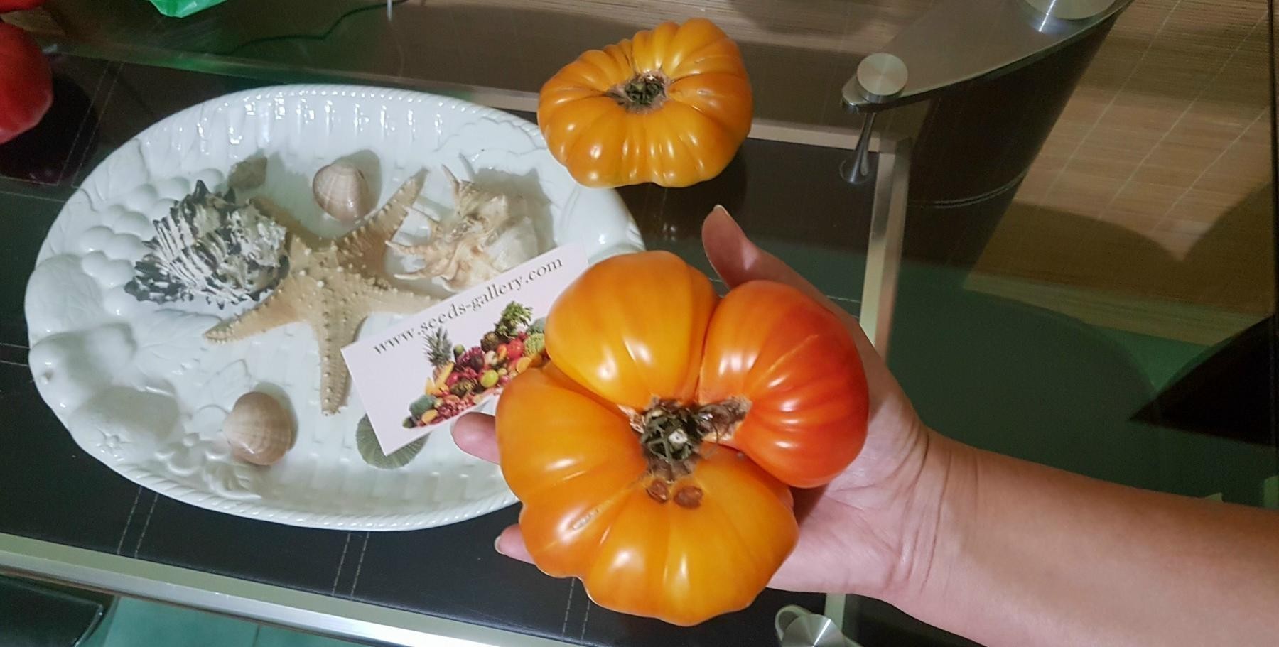 Semi Di Pomodoro Ananas Naturali - 100% Bio, Aroma Di Ananas, Dal Portogallo - Foto 12