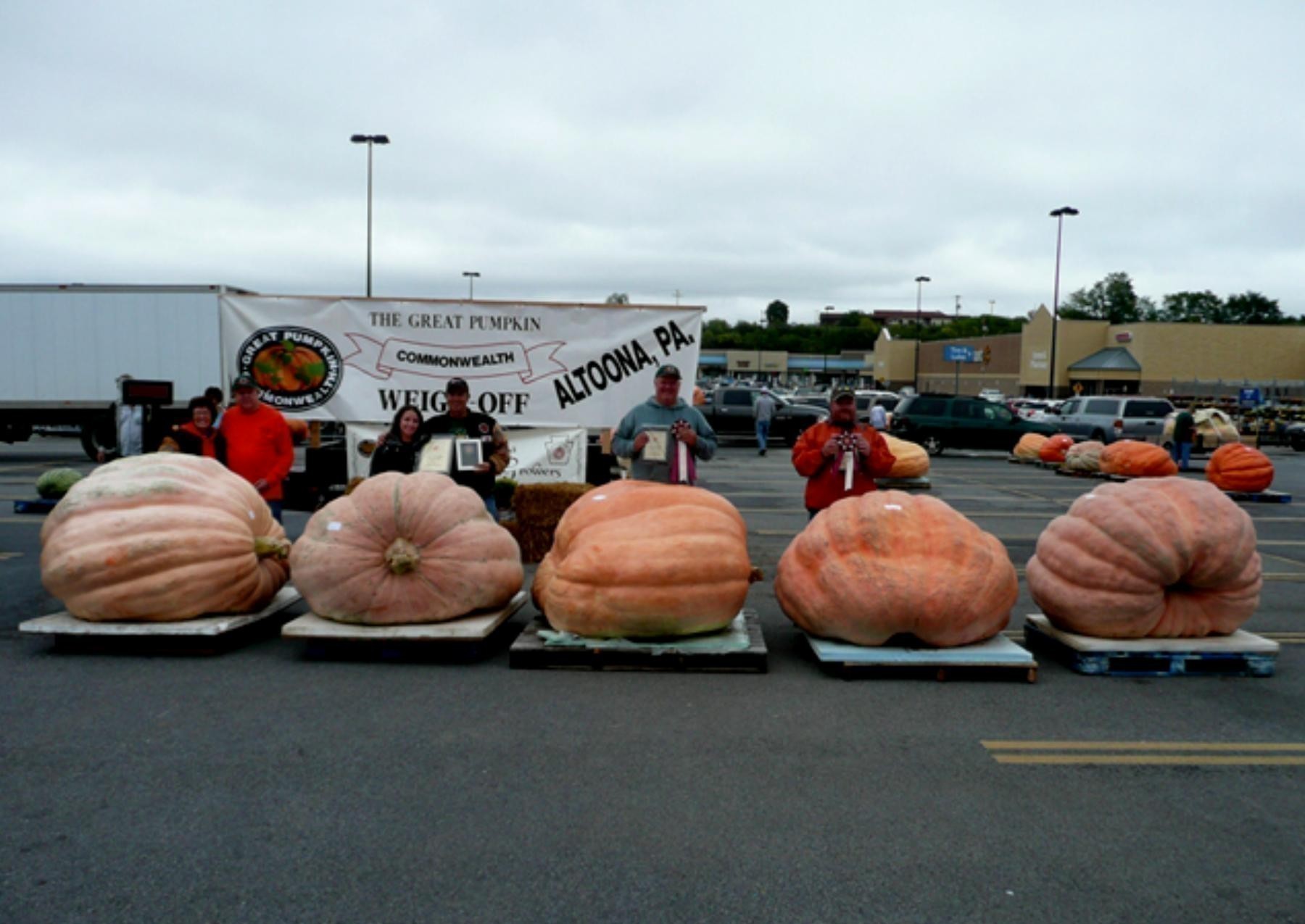 Semi Di Zucca Gigante Atlantic Giant - Cucurbita Maxima, Semi Rari Per Orto, Confezione Da 3 Grammi - Foto 9