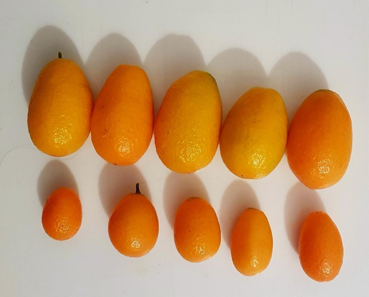 Semi Agrumi Balcone 30 Semi Di Kumquat - Albero Da Frutto In Vaso Per Balcone, Arancia Mandarino Albero Frutto Vaso