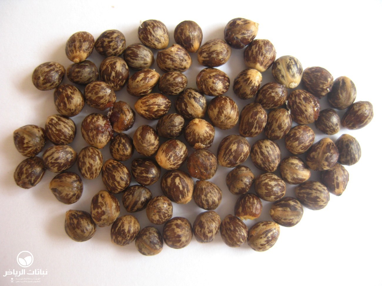 12 Sticks Set Sewak Miswak Organic Toothbrush Natural Oral Gum Care Teeth White - Foto 12