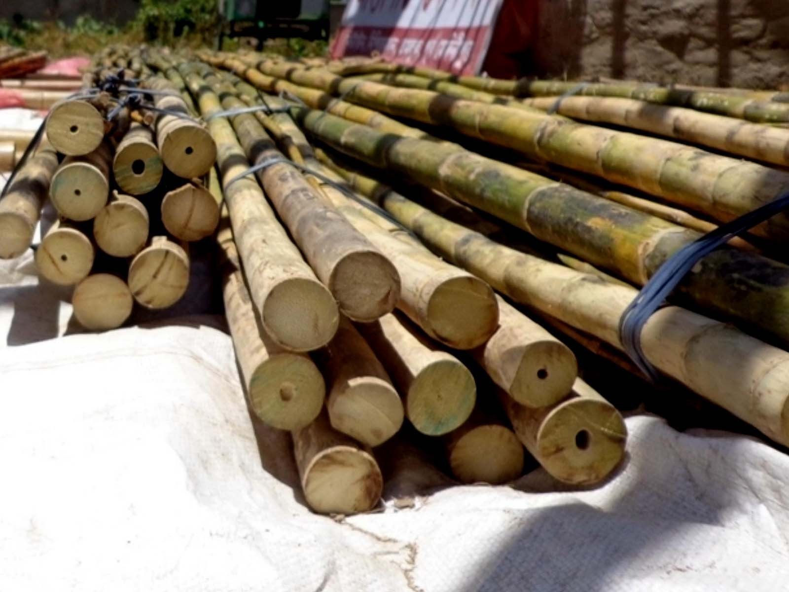 SAFLAX - Kalkuttabambus - Dendrocalamus Strictus -  Produktbild-Vorschau 5