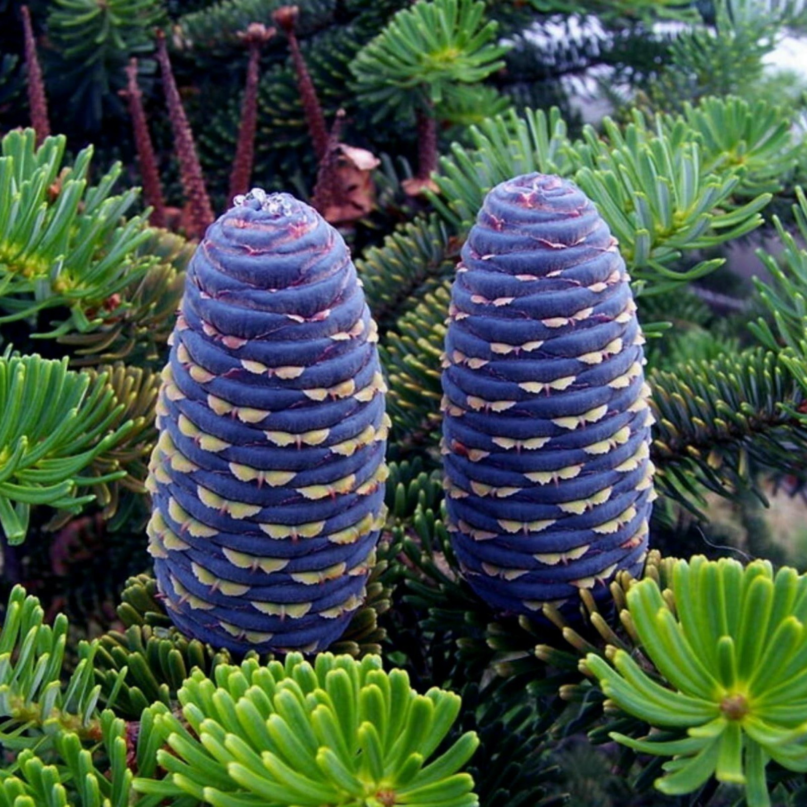 2シベリア杉 苗木 シベリア五葉松　アナスタシア　Pinus sibirica シベリア杉 シベリア五葉松 アナスタシア 苗木 Pinus sib