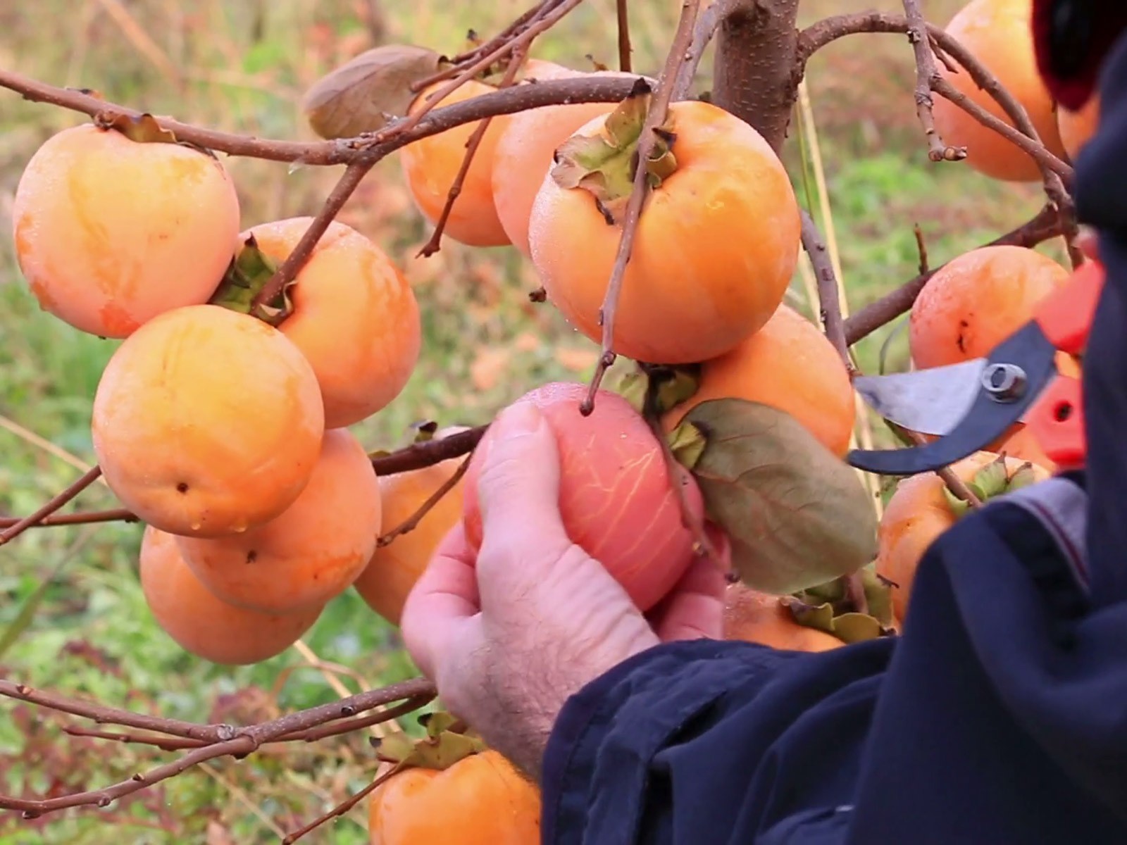 Comprar Diospyros Kaki O Caqui Online | April Plants - Foto 10