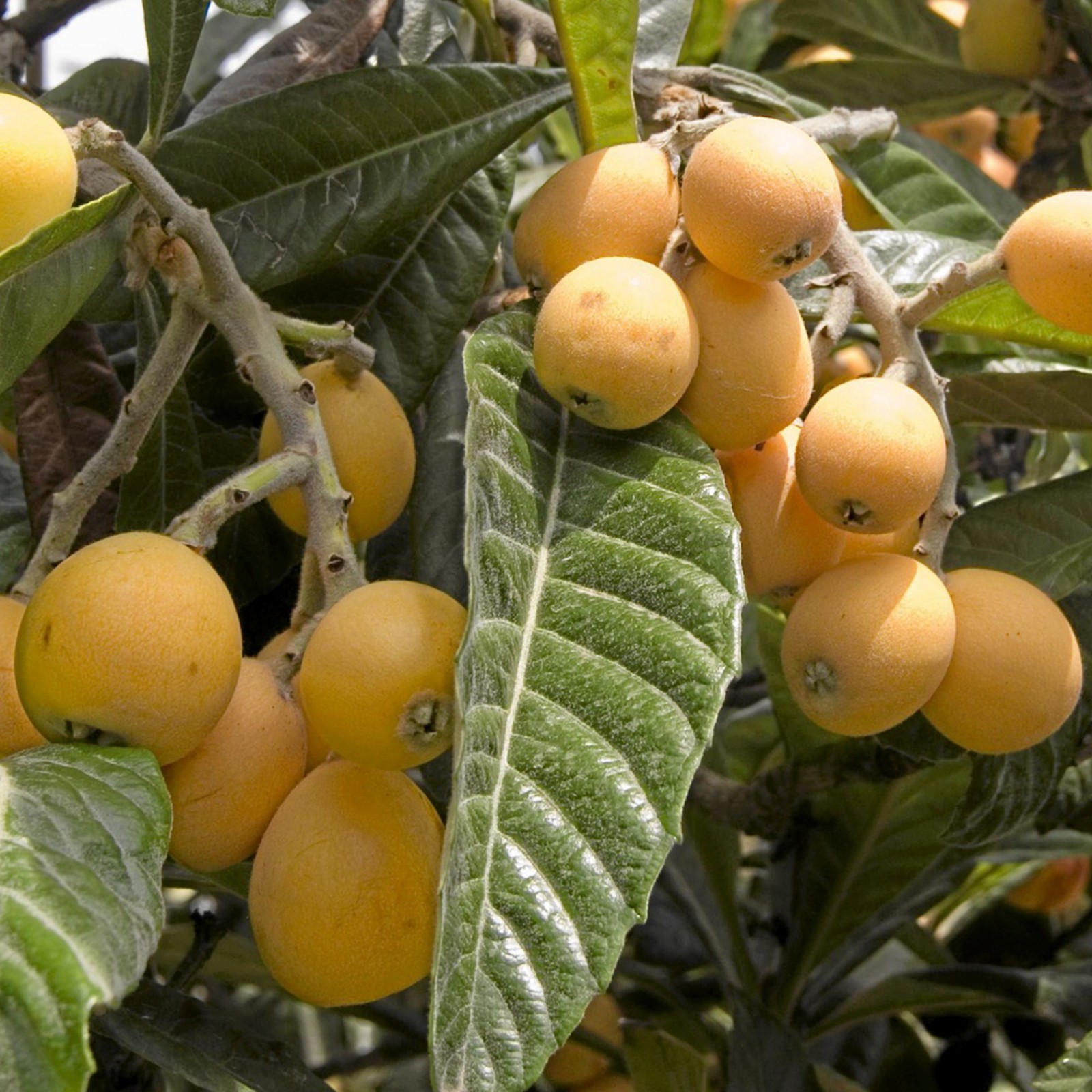 Semillas De Níspero - Níspero Japonés, árboles Frutales